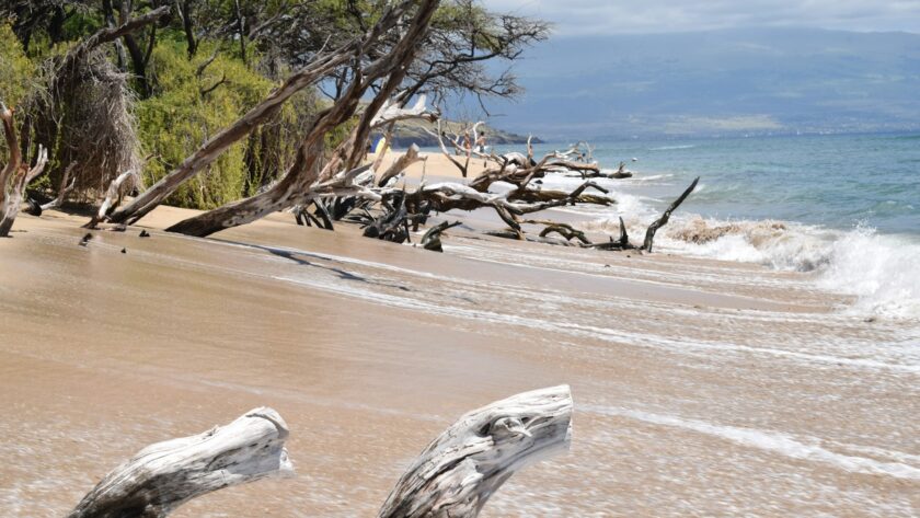 brown tree trunk on brown sand near body of water during daytime