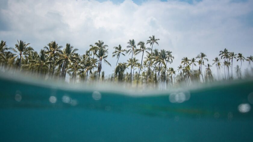 split photography of body of water and coconut trees